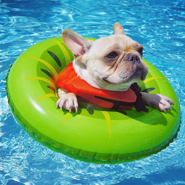 French Bulldog Doesn't Need Water to Swim