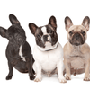 french bulldogs colors