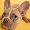 French Bulldogs With Blue Eyes