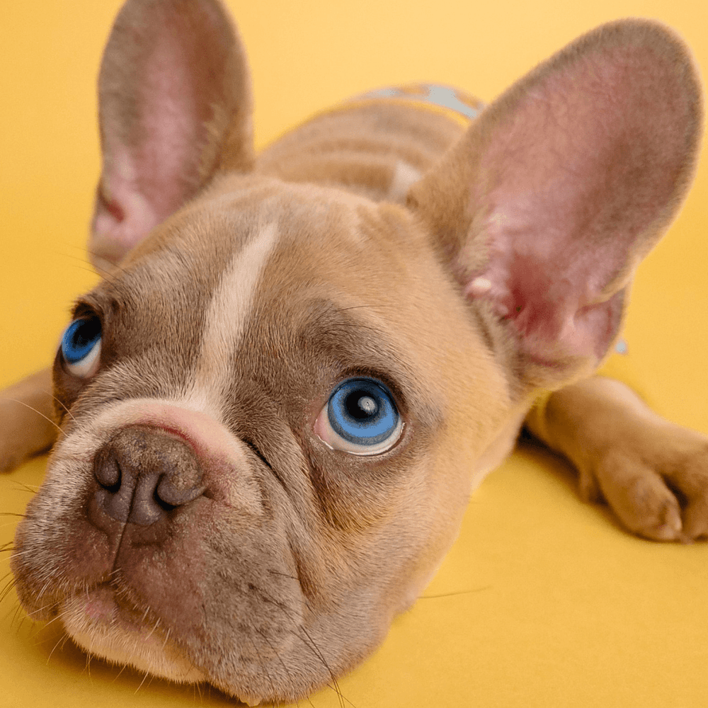 French Bulldogs With Blue Eyes