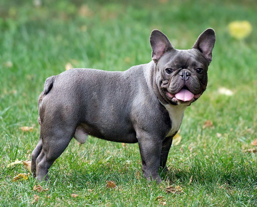 lifespan of a french bulldog