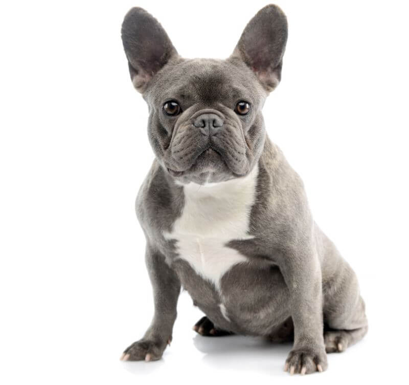 French Bulldog Neutered Dog Neutered
