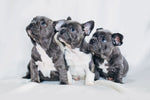 are french bulldogs hypoallergenic
