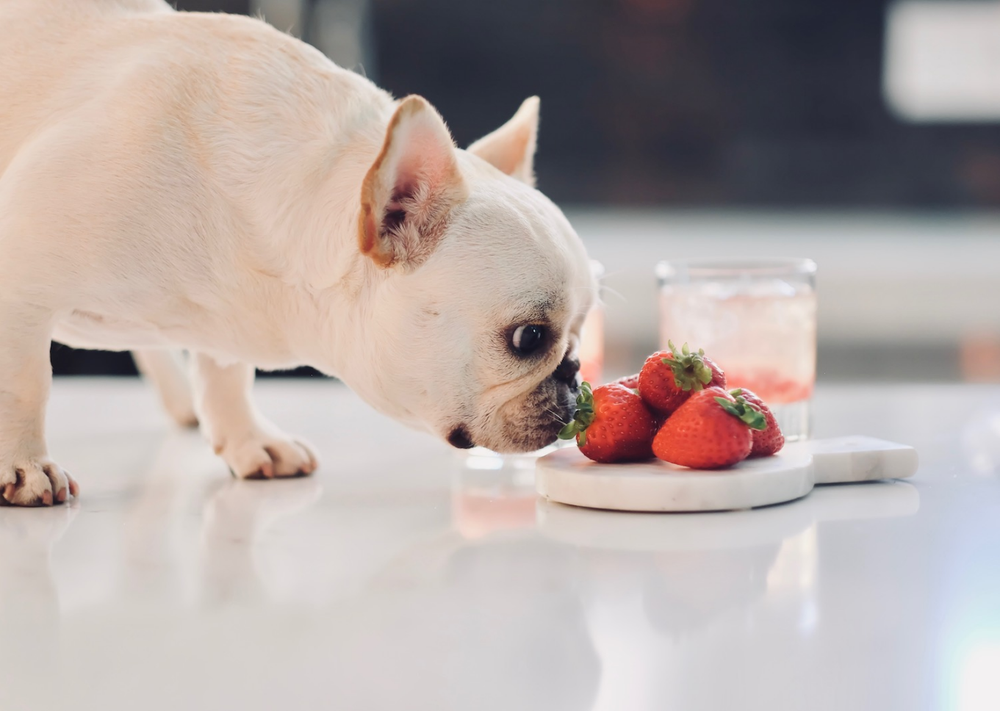can frenchies eat fruit