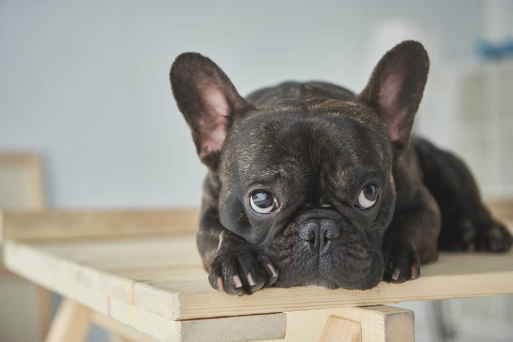can french bulldog be left alone