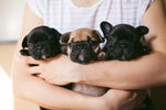 how much are french bulldogs