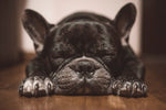 french bulldog sleep