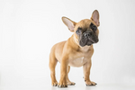 french bulldog temperament