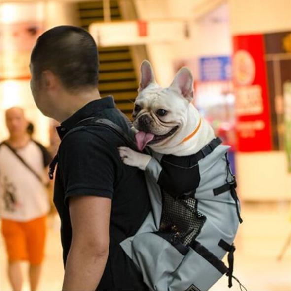 french bulldog backpacks