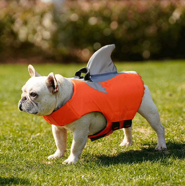 Shark Fin Frenchie Life Jacket Frenchie Complex