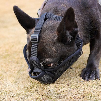 ComfortFit™ French Bulldog Muzzle - Red / XXS - Frenchie Complex Shop