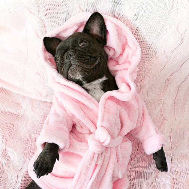 French Bulldog Bathrobe Frenchie Complex