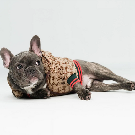 Luxury French Bulldog Jacket - Frenchie Complex Shop