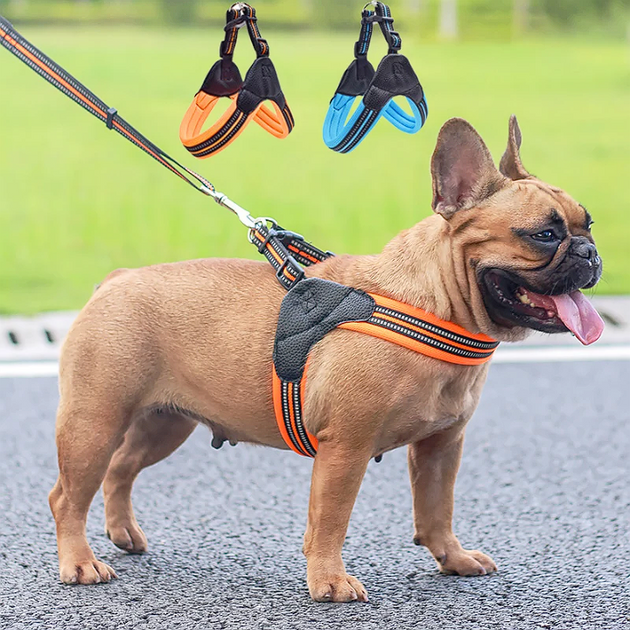 How to put a harness on a french bulldog hotsell