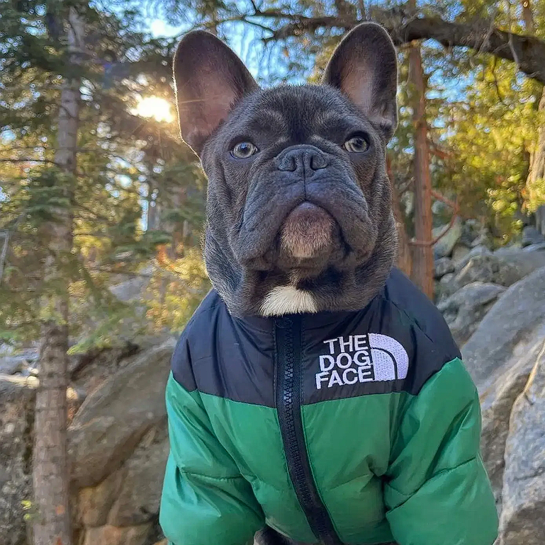 The Dog Face Jacket - Frenchie Complex Shop