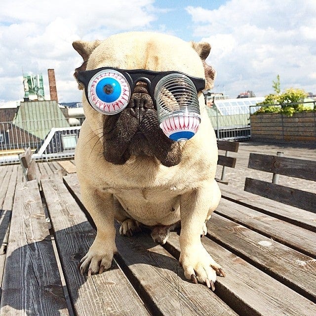 French Bulldog Funny Glasses - Frenchie Complex Shop