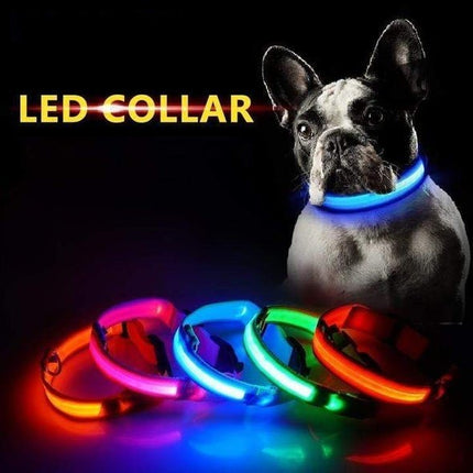 LED Dog Collar - Frenchie Complex Shop