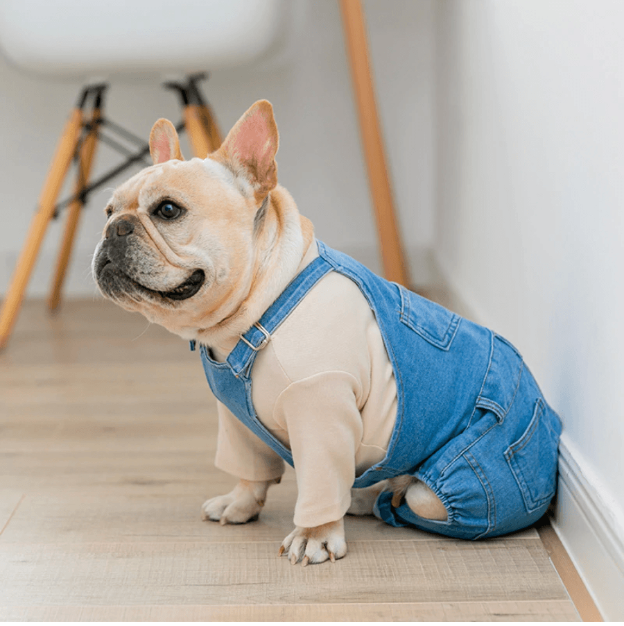 Jeans Jumpsuit for French Bulldog - Frenchie Complex Shop