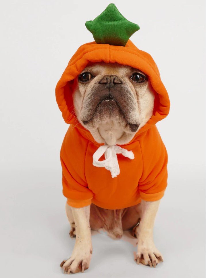 Pumpkin French Bulldog Hoodie - XS - Frenchie Complex Shop