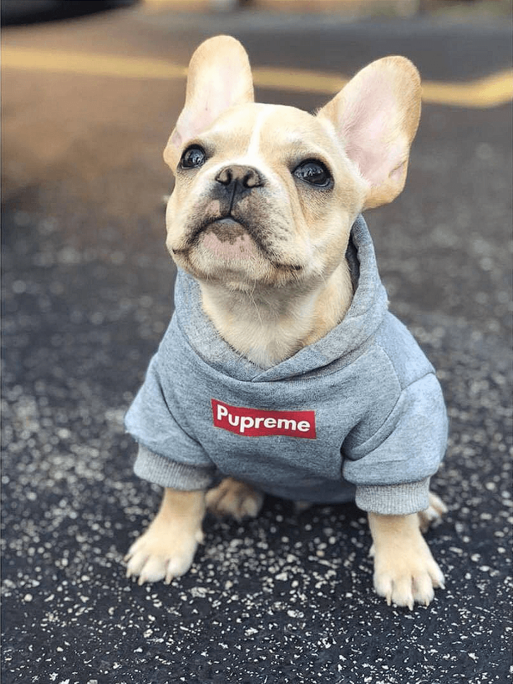 Pupreme French Bulldog Hoodie - Frenchie Complex Shop