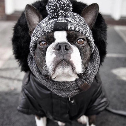 Winter Hat for French Bulldog - Frenchie Complex Shop