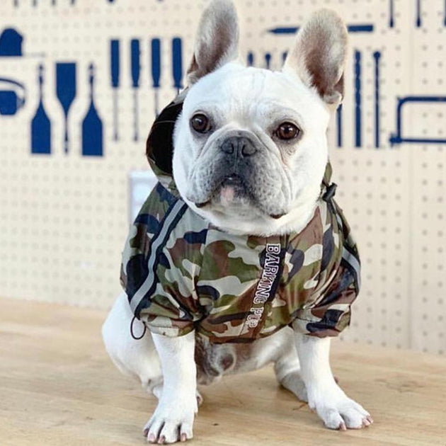 Frenchie raincoat hotsell