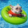 Can French Bulldogs Swim
