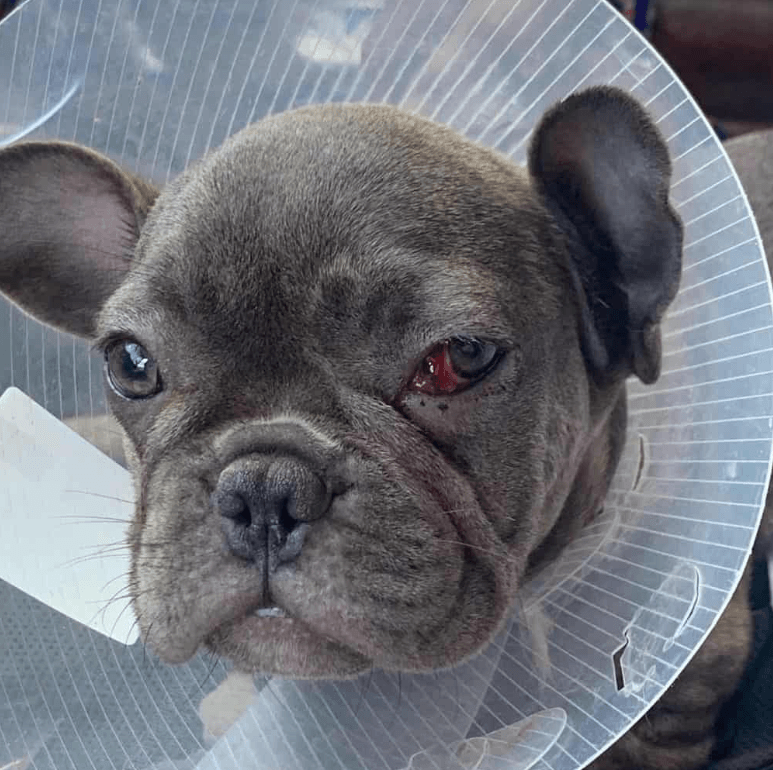 cherry eye in french bulldogs