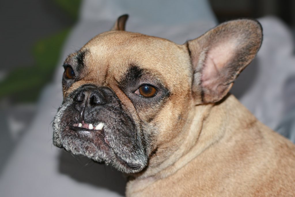 french bulldog behavior