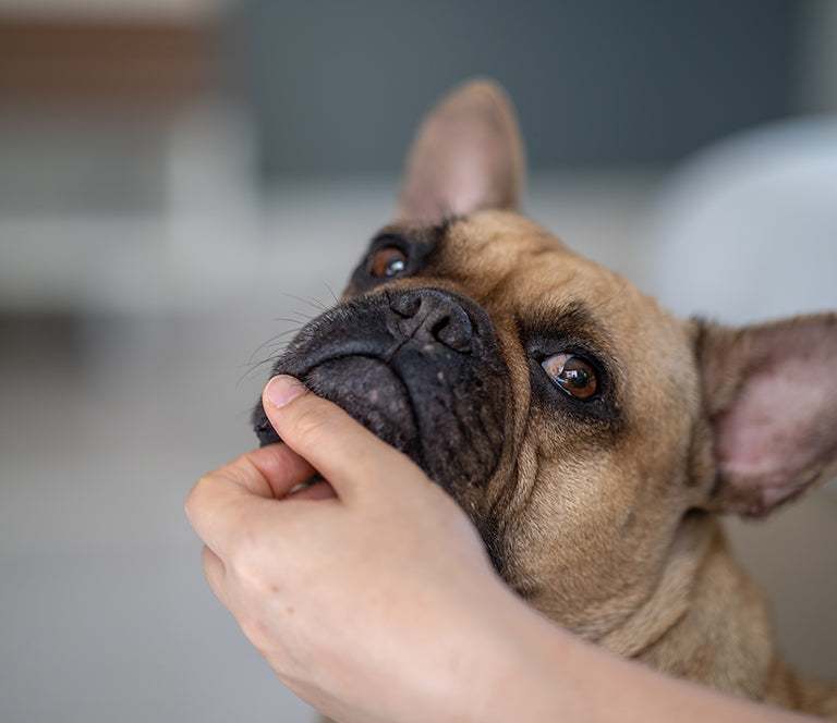 french bulldog dermatitis