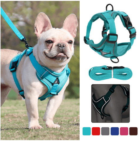 French Bulldog Harnesses - Top 5 Most Adorable Design | Frenchie Complex