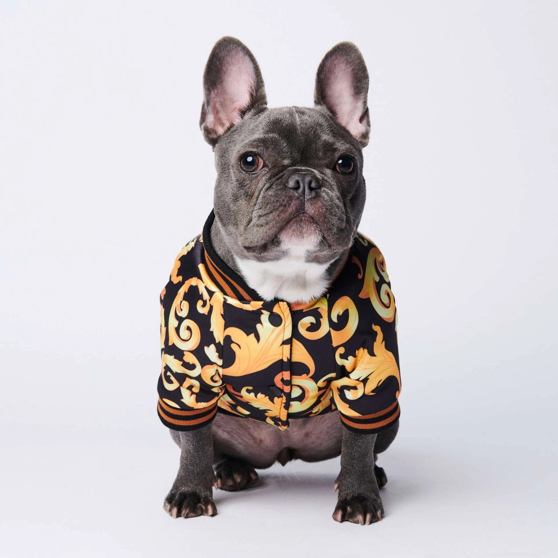 French Bulldog Jackets