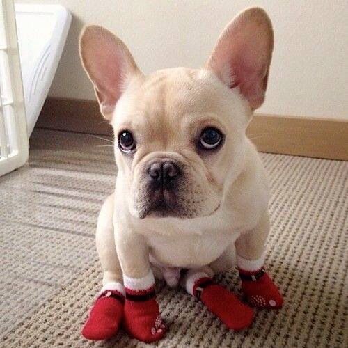 french bulldog shoes