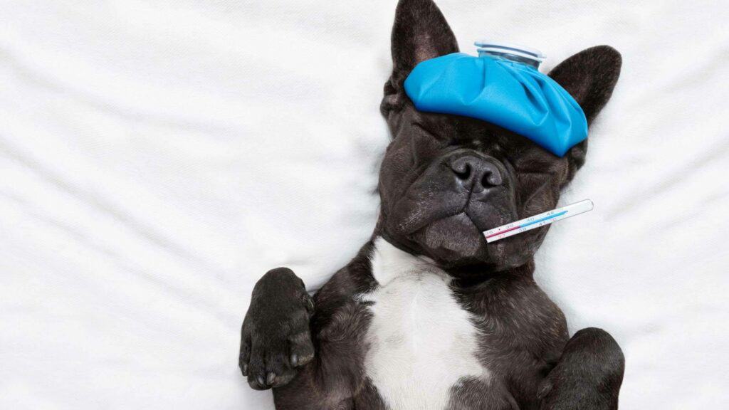 How Do I Know If My French Bulldog Has a Cold? | Frenchie Complex