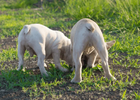 french bulldog tails