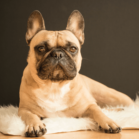 French Bulldog - Experiences, Character