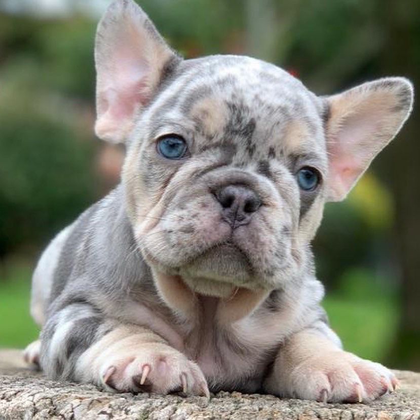 Lilac French Bulldog