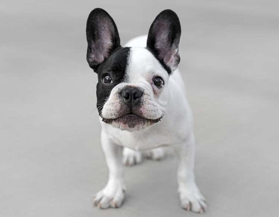 What French Bulldogs Were Bred For