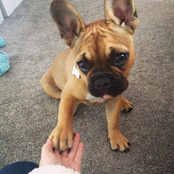 french bulldog's paws
