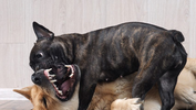 are french bulldogs aggressive