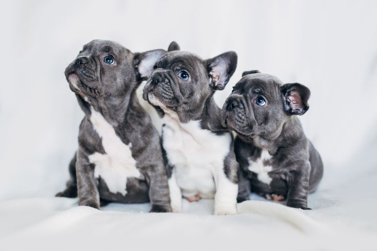 are french bulldogs hypoallergenic