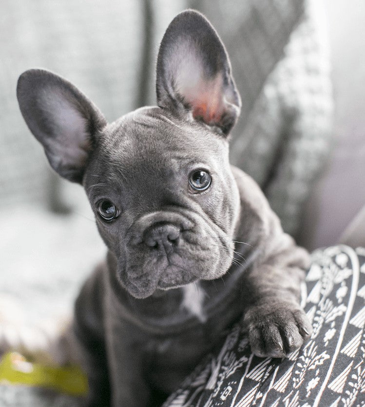 french bulldog blue