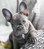french bulldog blue
