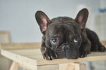 can french bulldog be left alone
