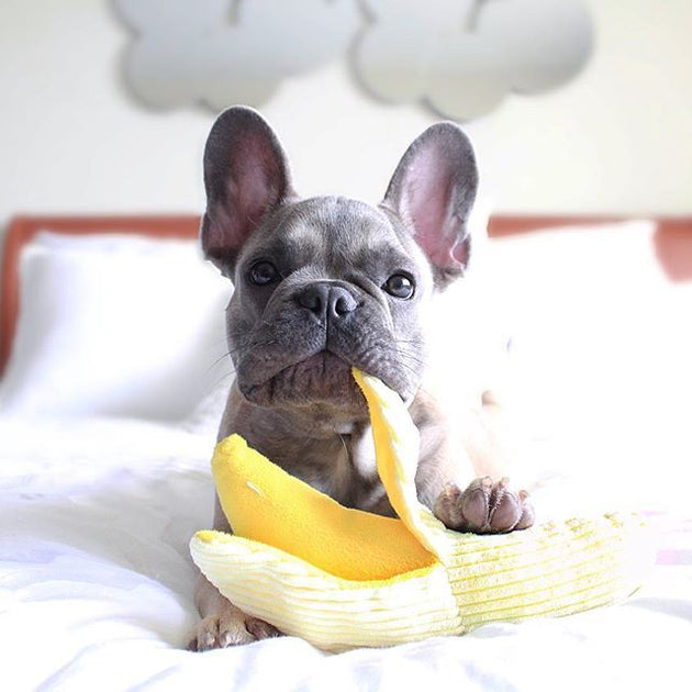 Can French Bulldogs Eat Bananas? You Need To Know | Frenchie Complex