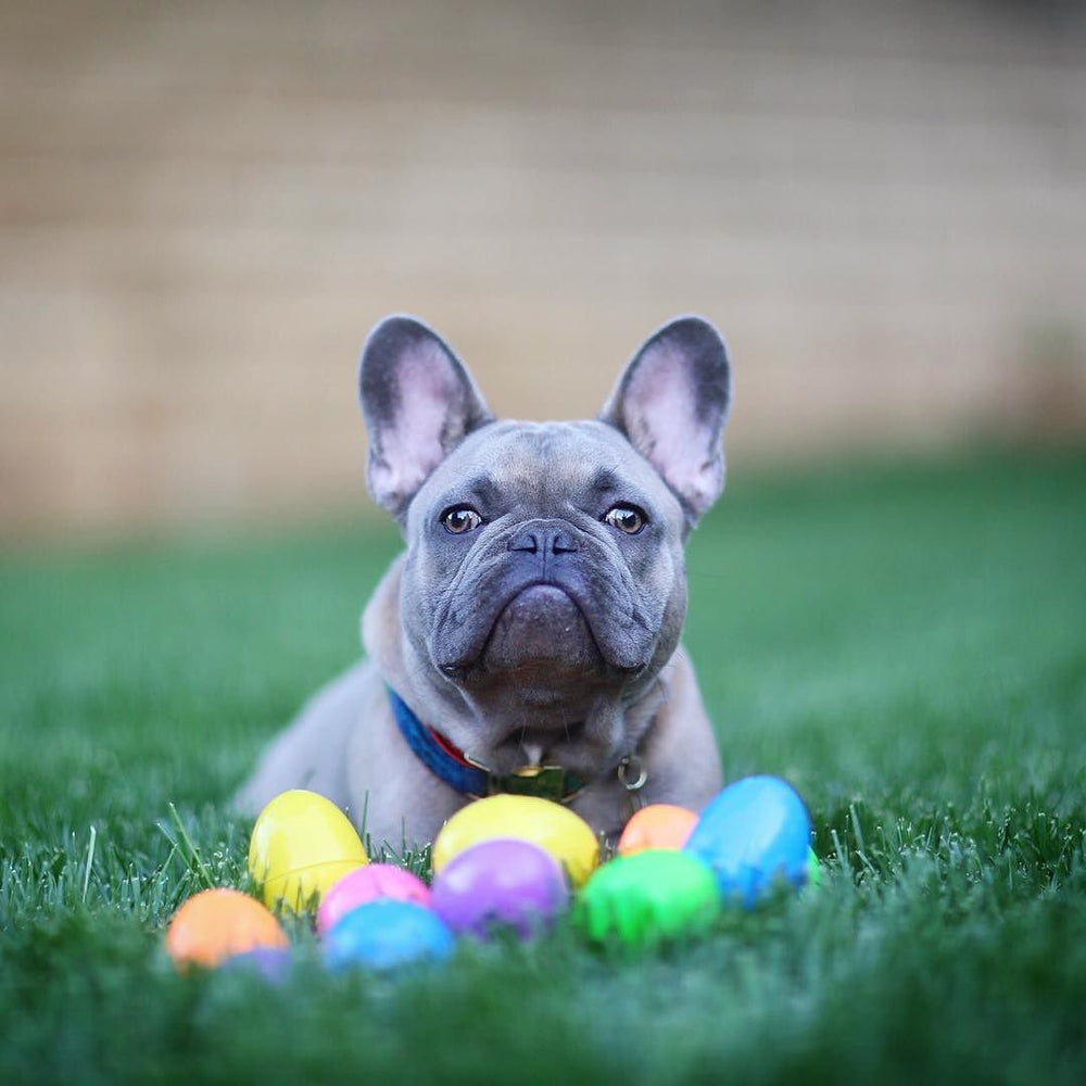 can french bulldogs eat eggs