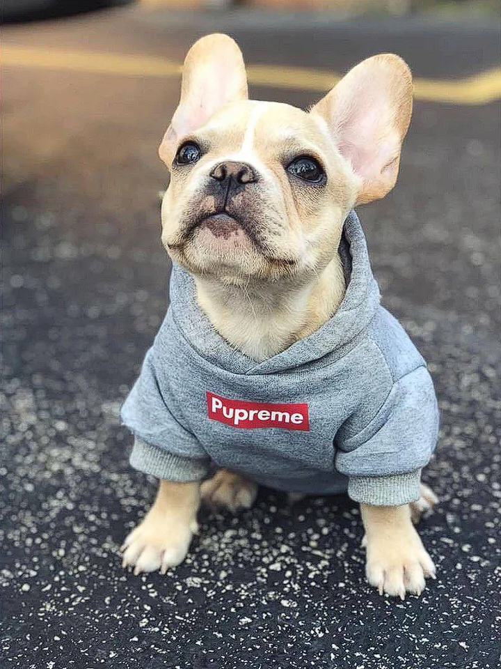 clothing for french bulldogs