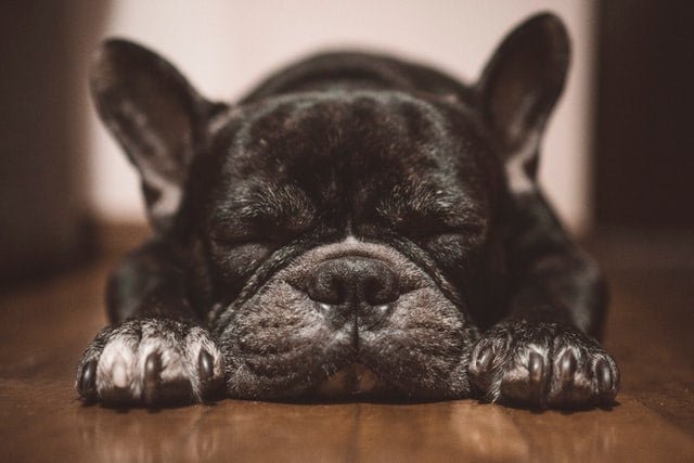 french bulldog sleep