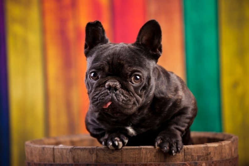 french bulldog smart