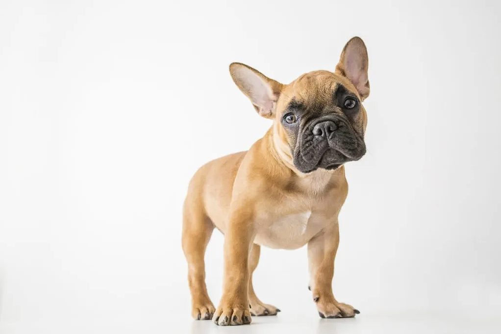 french bulldog temperament
